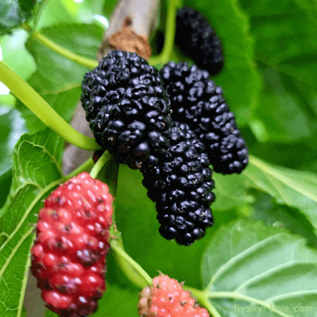 뽕나무 열매 오디