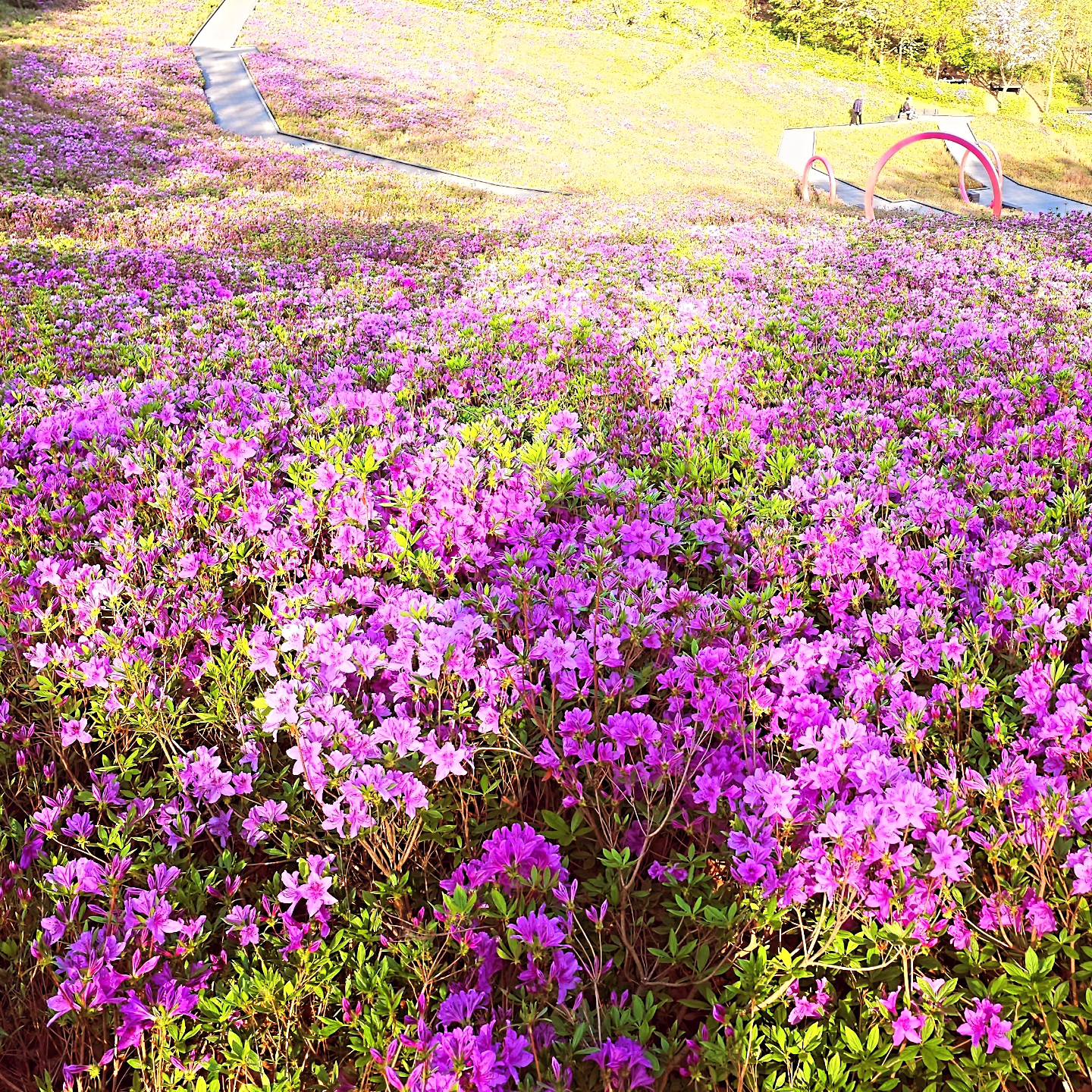 2024 불암산 철쭉제 기본일정과 프로그램 소개