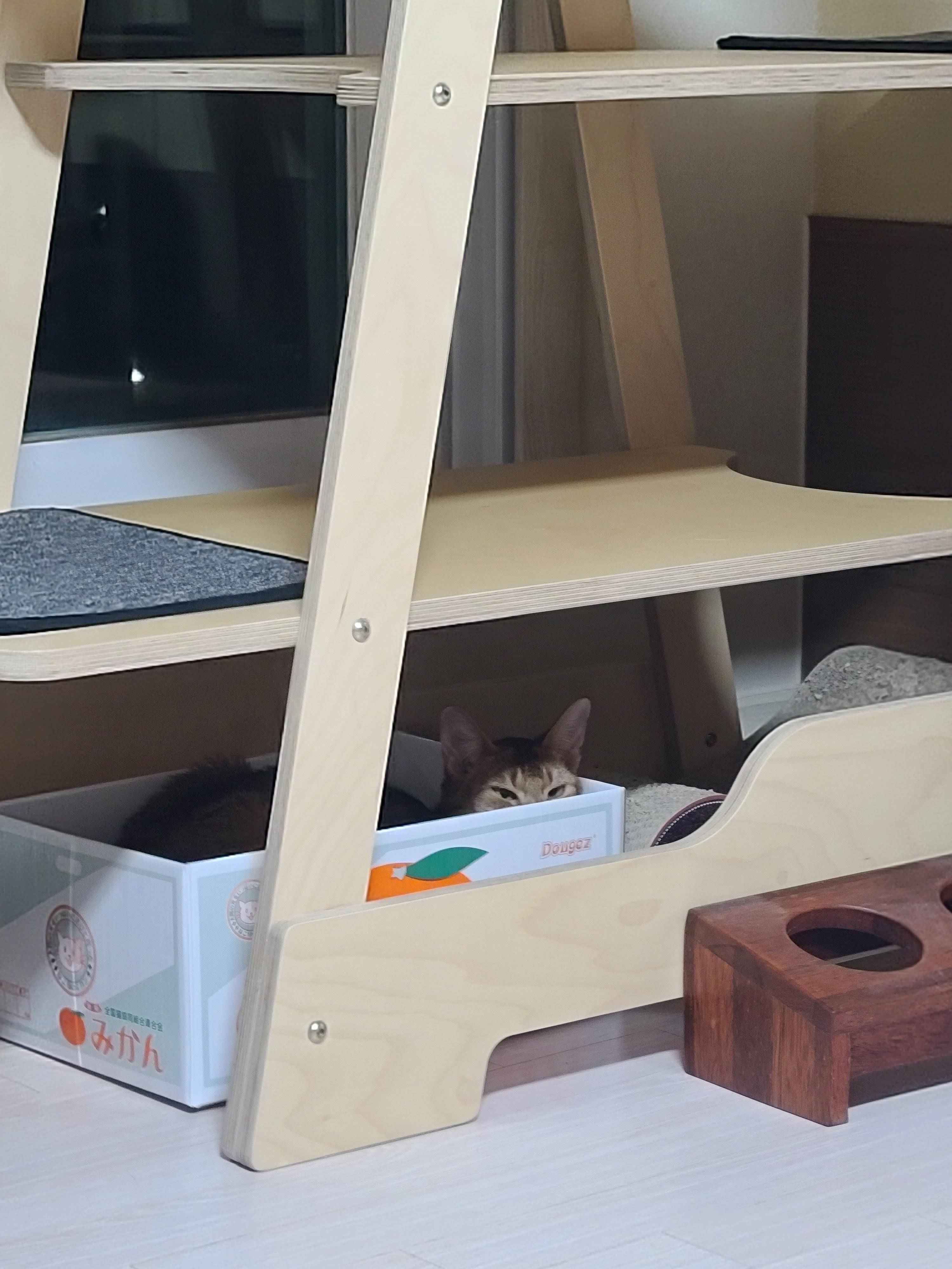 집사가 사준 스크래쳐를 잘 써주는 고양이들. 고양이들에게 스크래쳐가 꼭 필요한 이유.