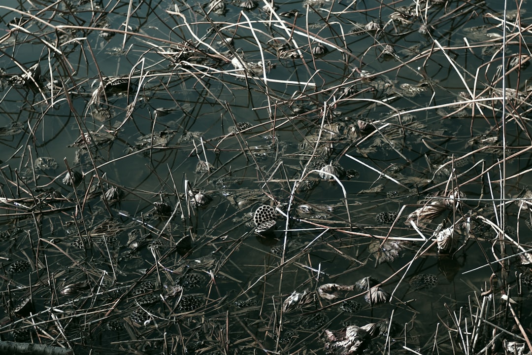Asbestos.