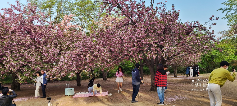경주 불국사 겹벚꽃 위치, 명소 왕벚꽃 개화시기 (지금 만개), 주차정보
