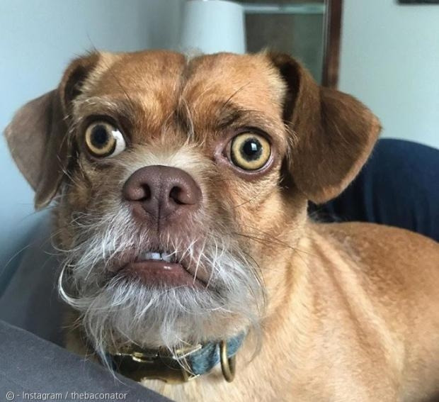 차량 이동 중 멀미 증상을 보이는 강아지 모습