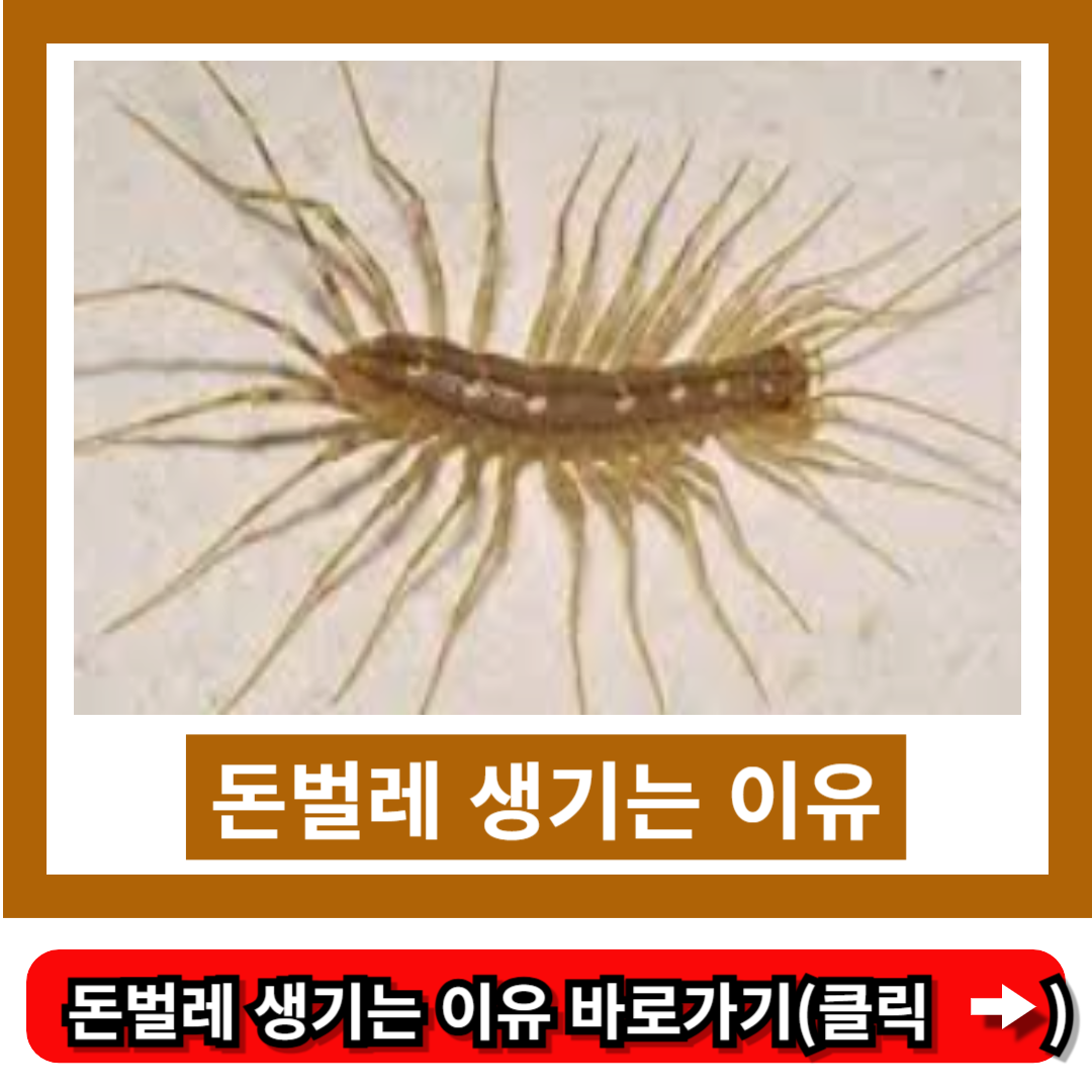 돈벌레 생기는 이유