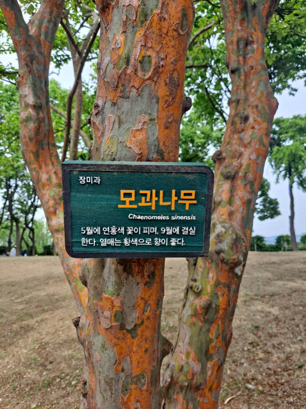 선유도공원 모과나무