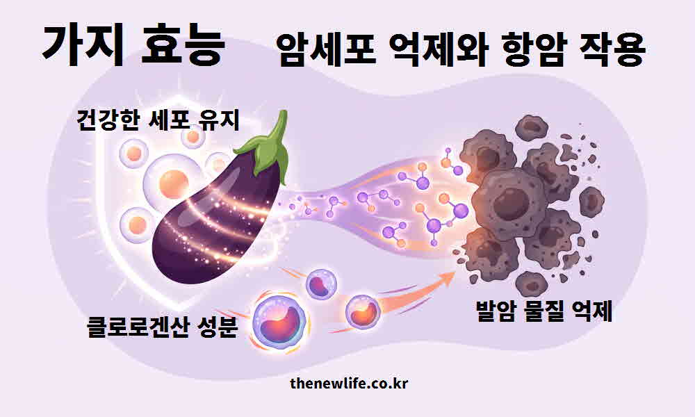 가지 효능 암세포 억제 항암 작용