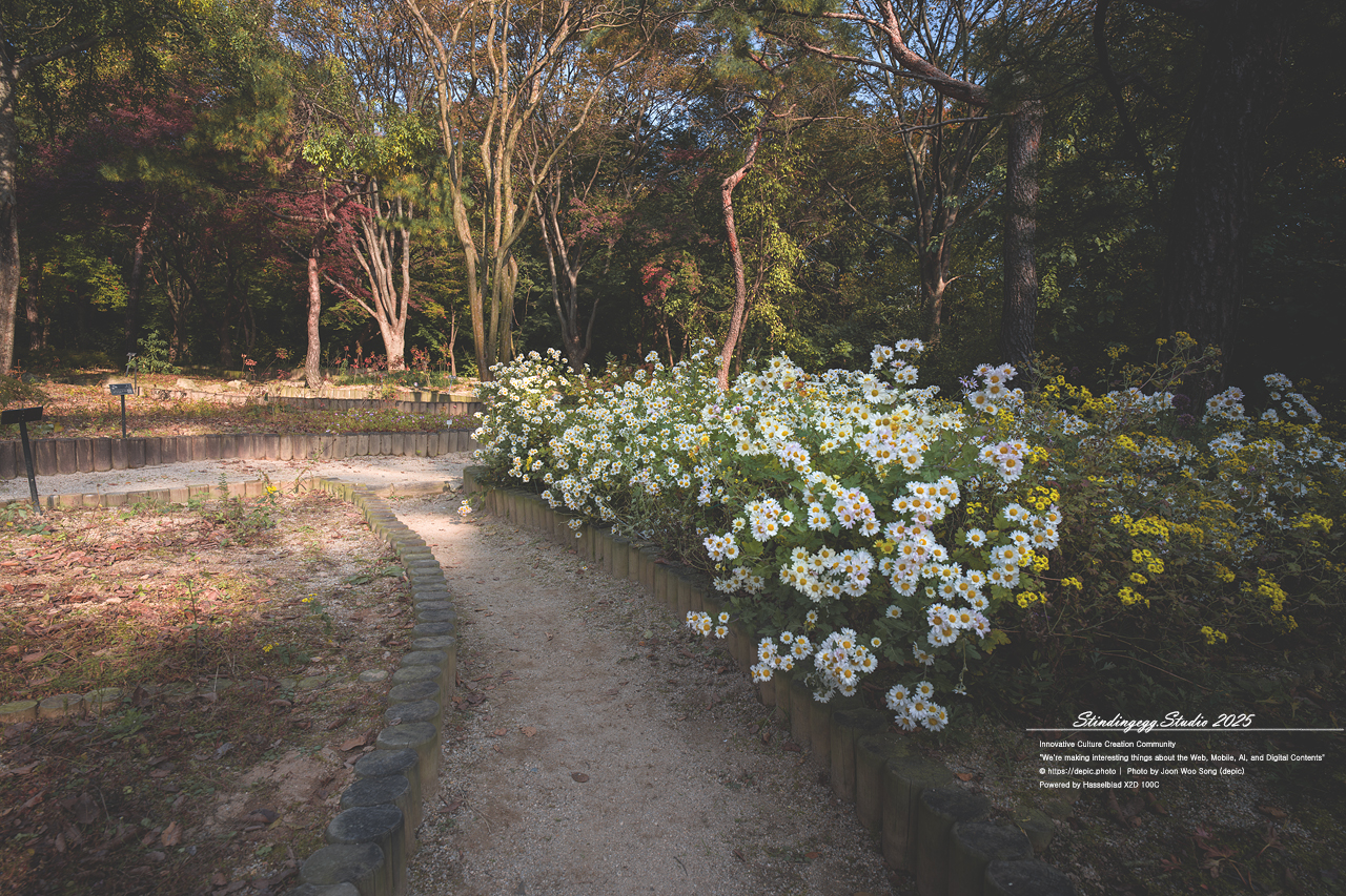 #서울 #창경궁 #궁궐 #조선 #왕