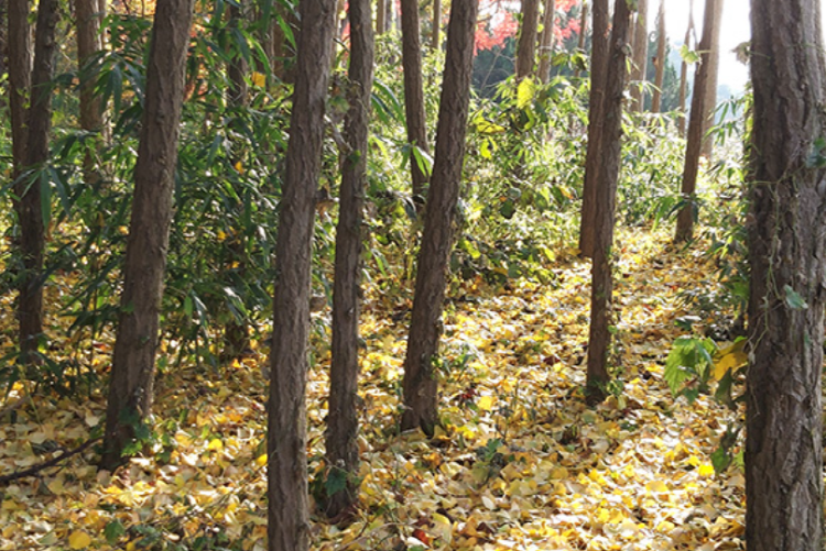 익산 아가페정원
