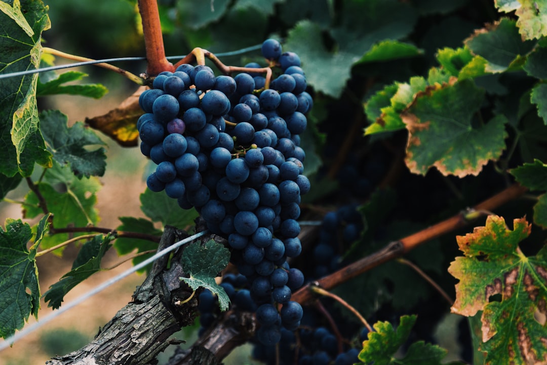Grape