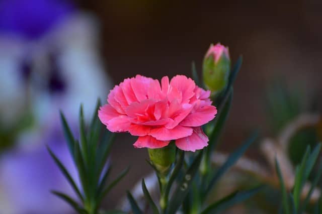 위로의 말을 대신하는 꽃