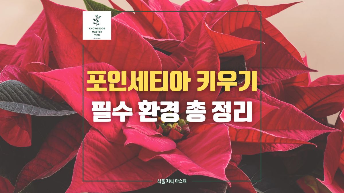 포인세티아 키우기, 필수 환경 총 정리