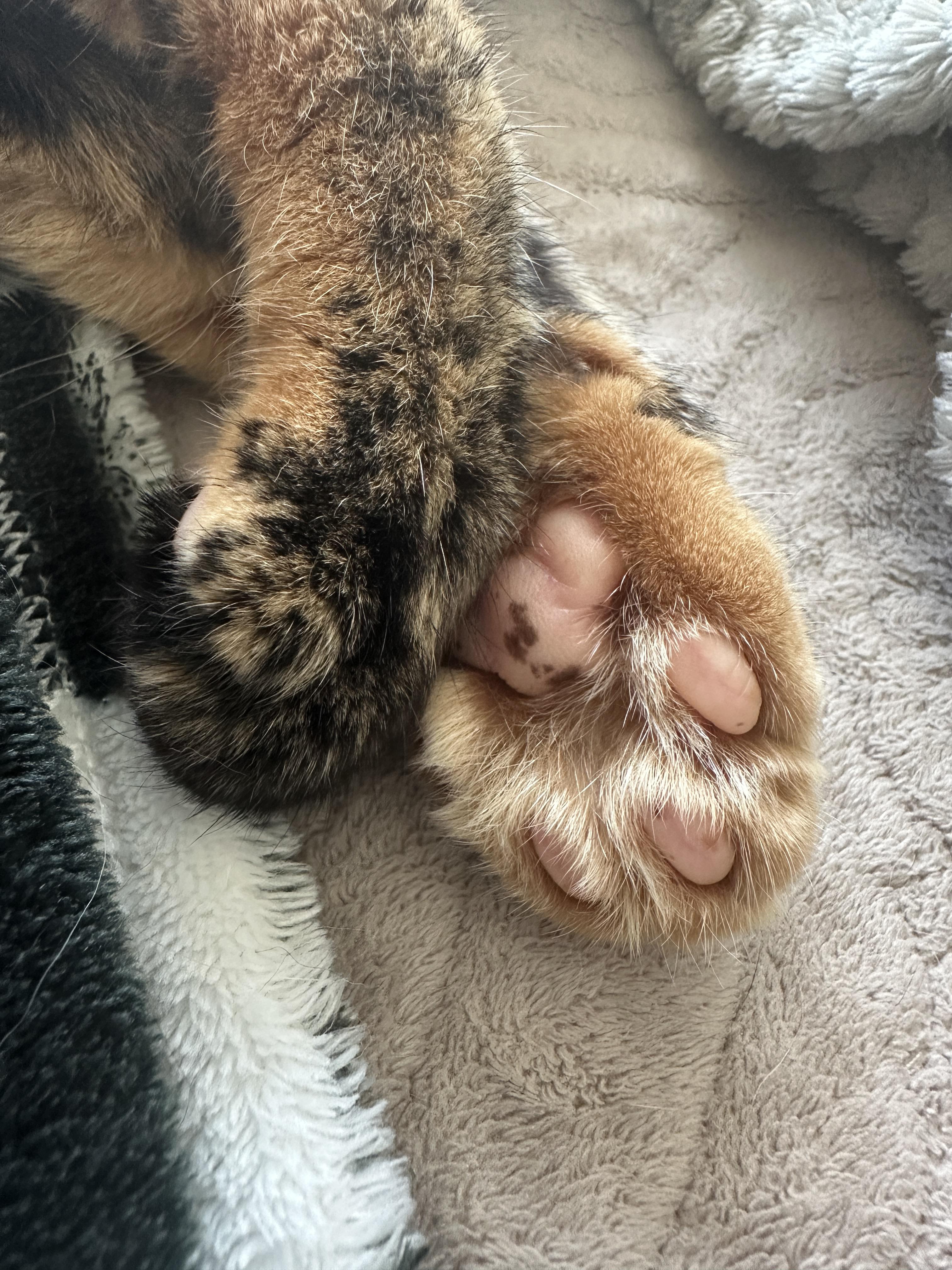 코트가_매력적인_카오스고양이_사랑이의_솜방맹이랑_젤리