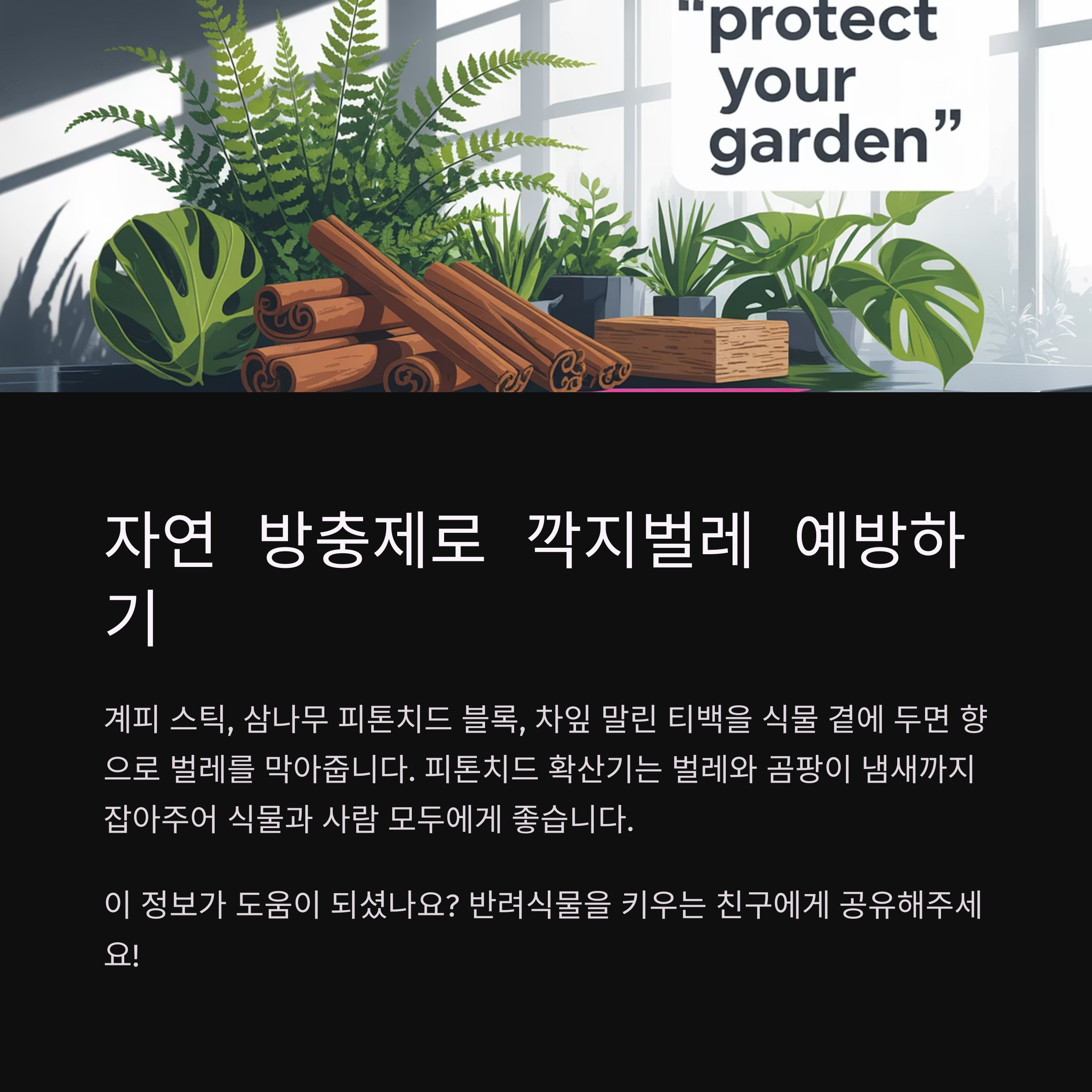 깍지벌레 예방에는 계피 스틱과 피톤치드도 좋아요