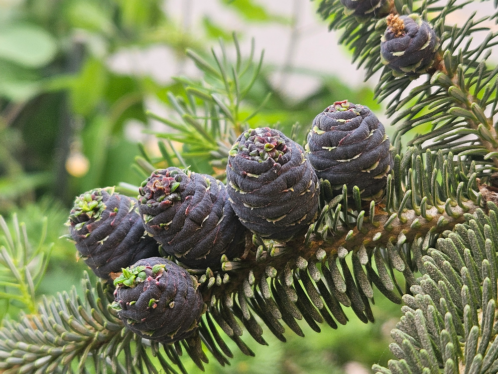 구상나무 열매2