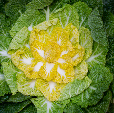 봄동 겉절이 만드는 법