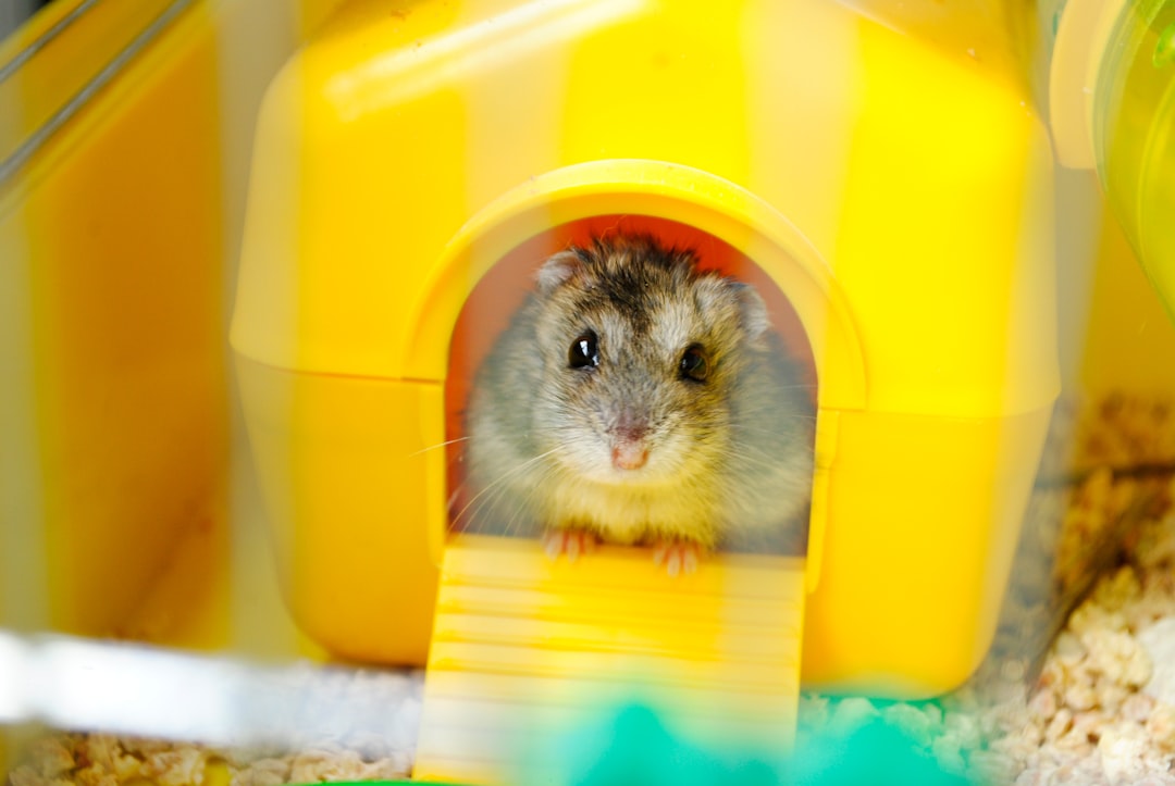 Hamster