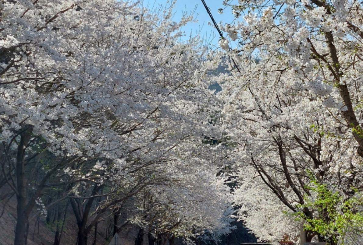 벚꽃 개화시기 2025