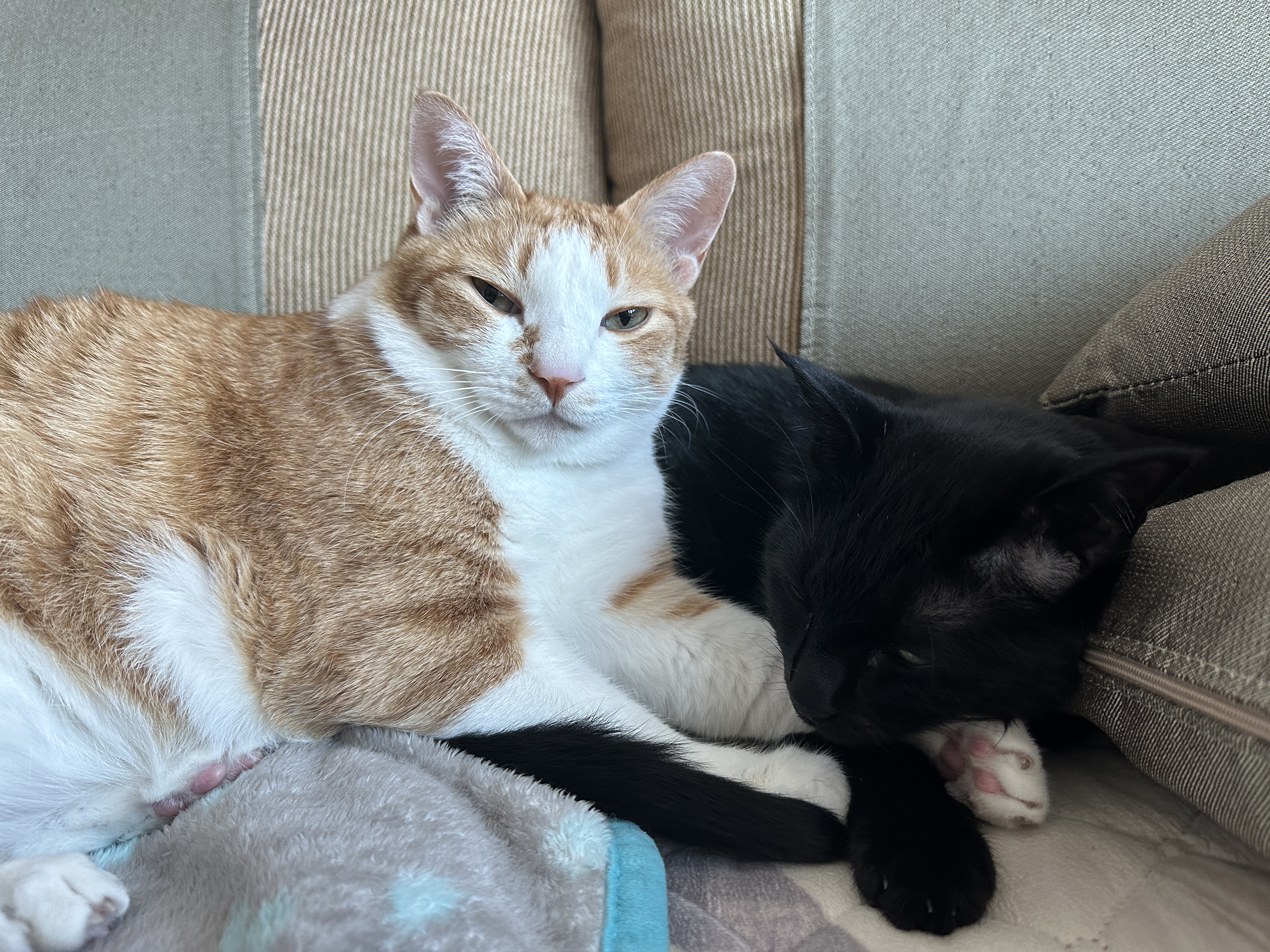 치즈냥이 호야와 올블랙 건이의 달달한 브로맨스 (feat. 달달한 호야와 딸같은 아들고양이 건이)