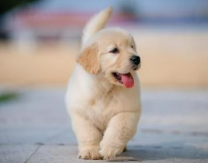 강아지 나이 계산 방법 최신 견종별 환산표 포함