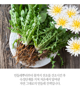 흰민들레즙