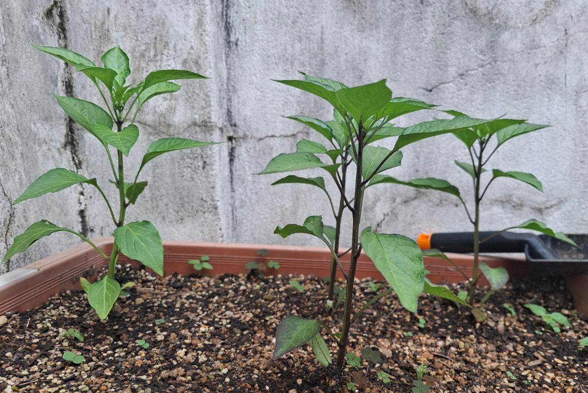 모종을 심어 놓은 고추 4개