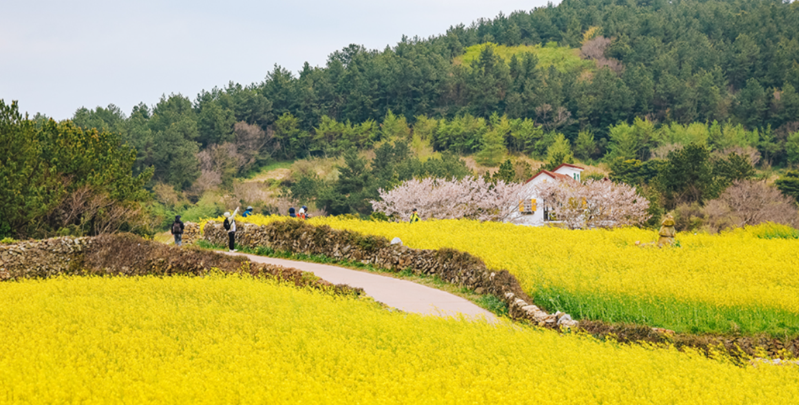 청산도