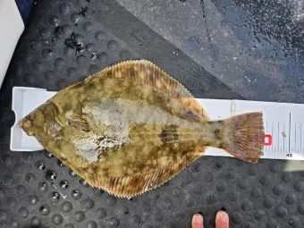 봄 도다리 제철 효능 레시피_6