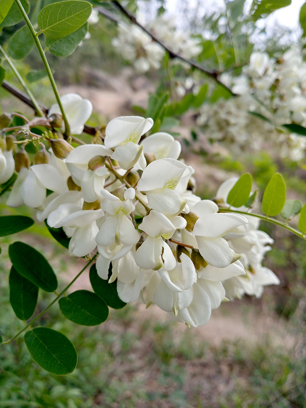 서대문구 안산자락길 아까시꽃