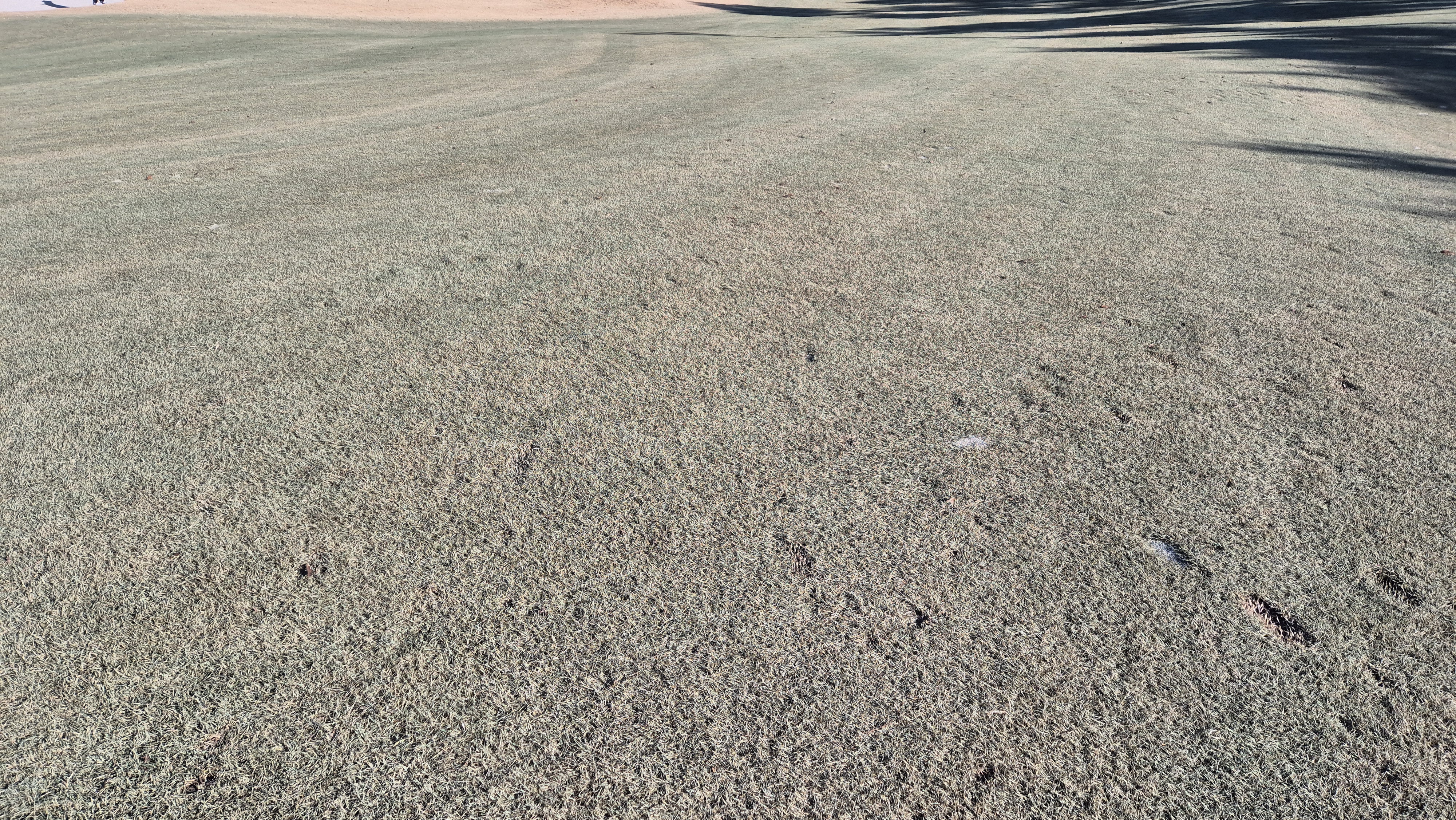 더크로스비gc 아리아-샬롯 코스 관리상태