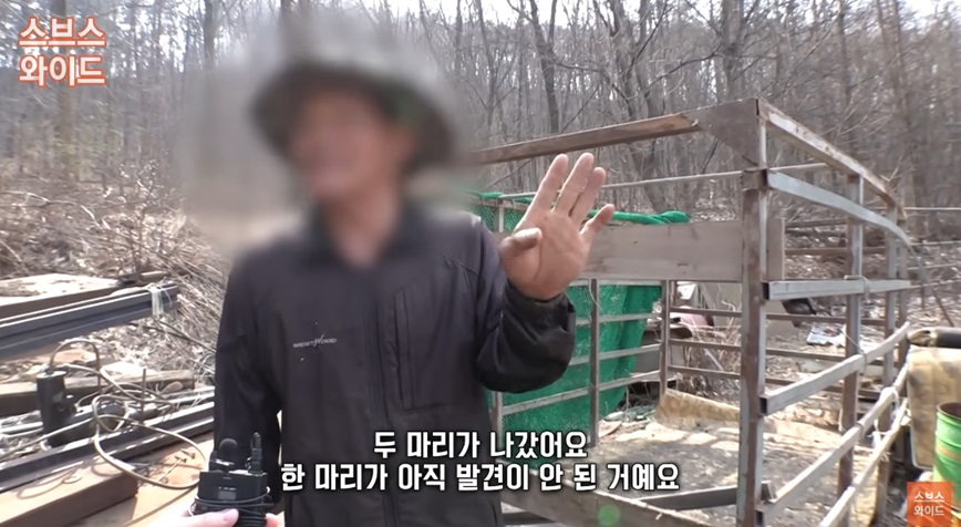 타조 탈출 사건 설명