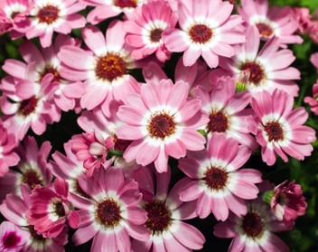 봄꽃 시네라리아