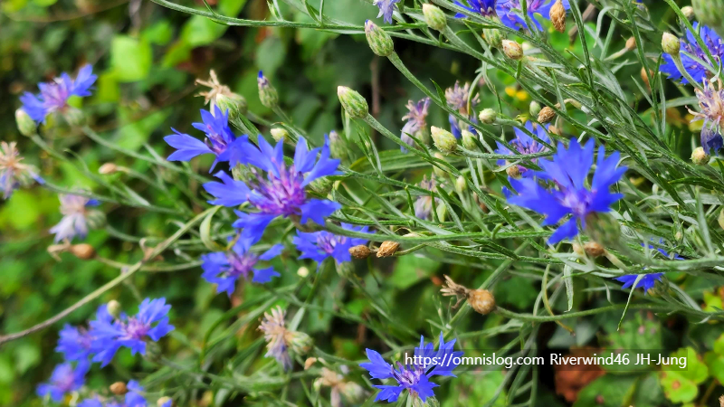수레국화 Cornflower