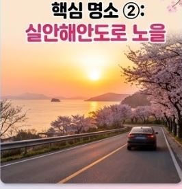 사천 벚꽃