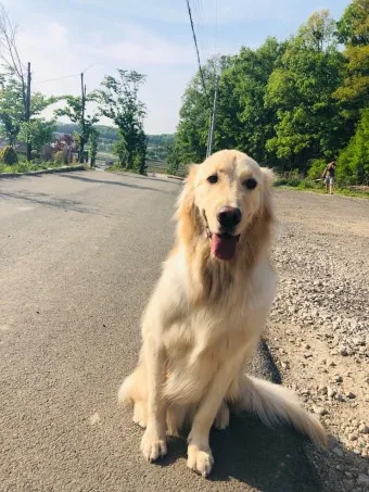 전 세계에서 가장 비싼 강아지 TOP20 몸값 높은 명품견 총정리 안내_3