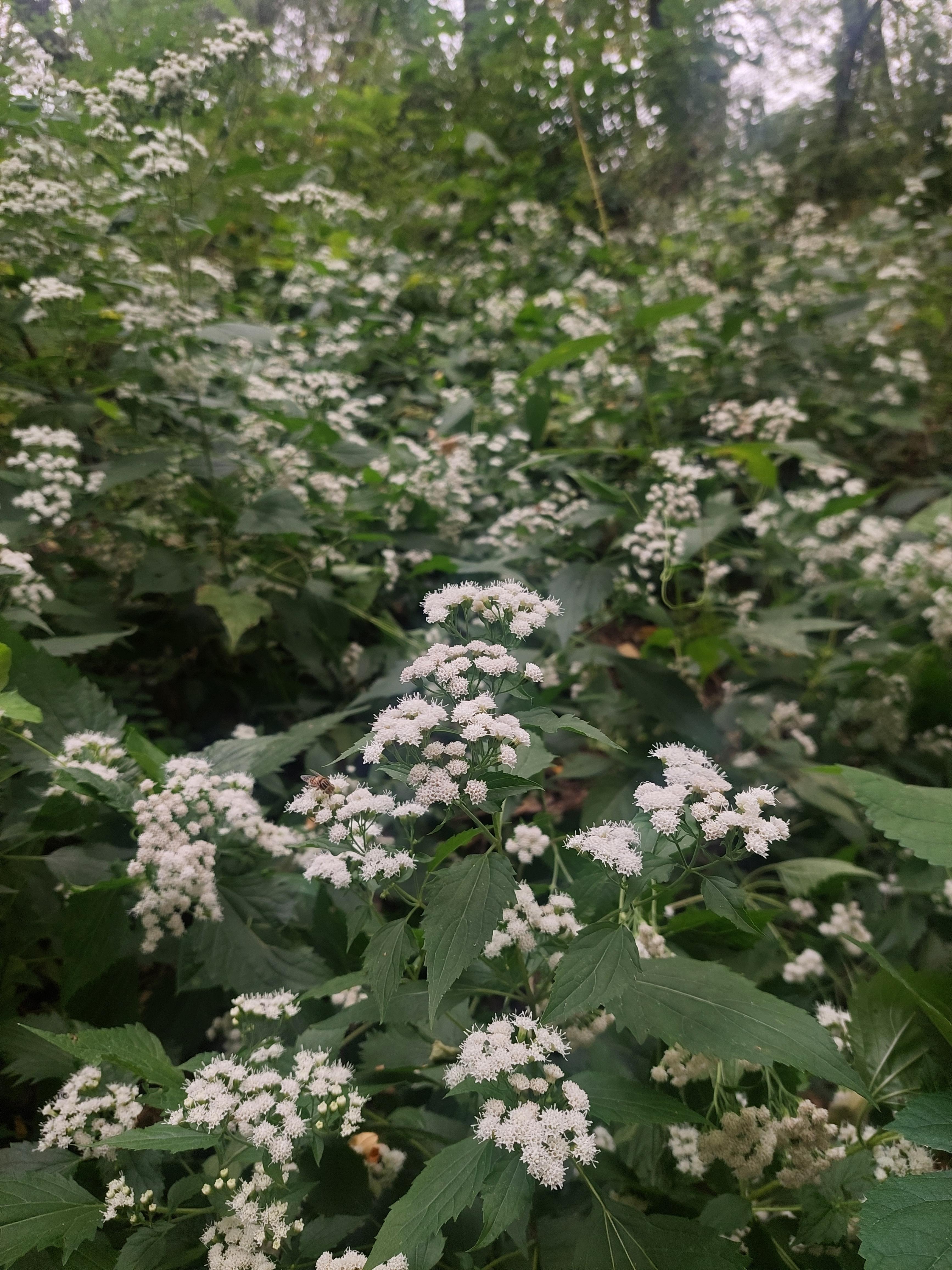 하늘공원