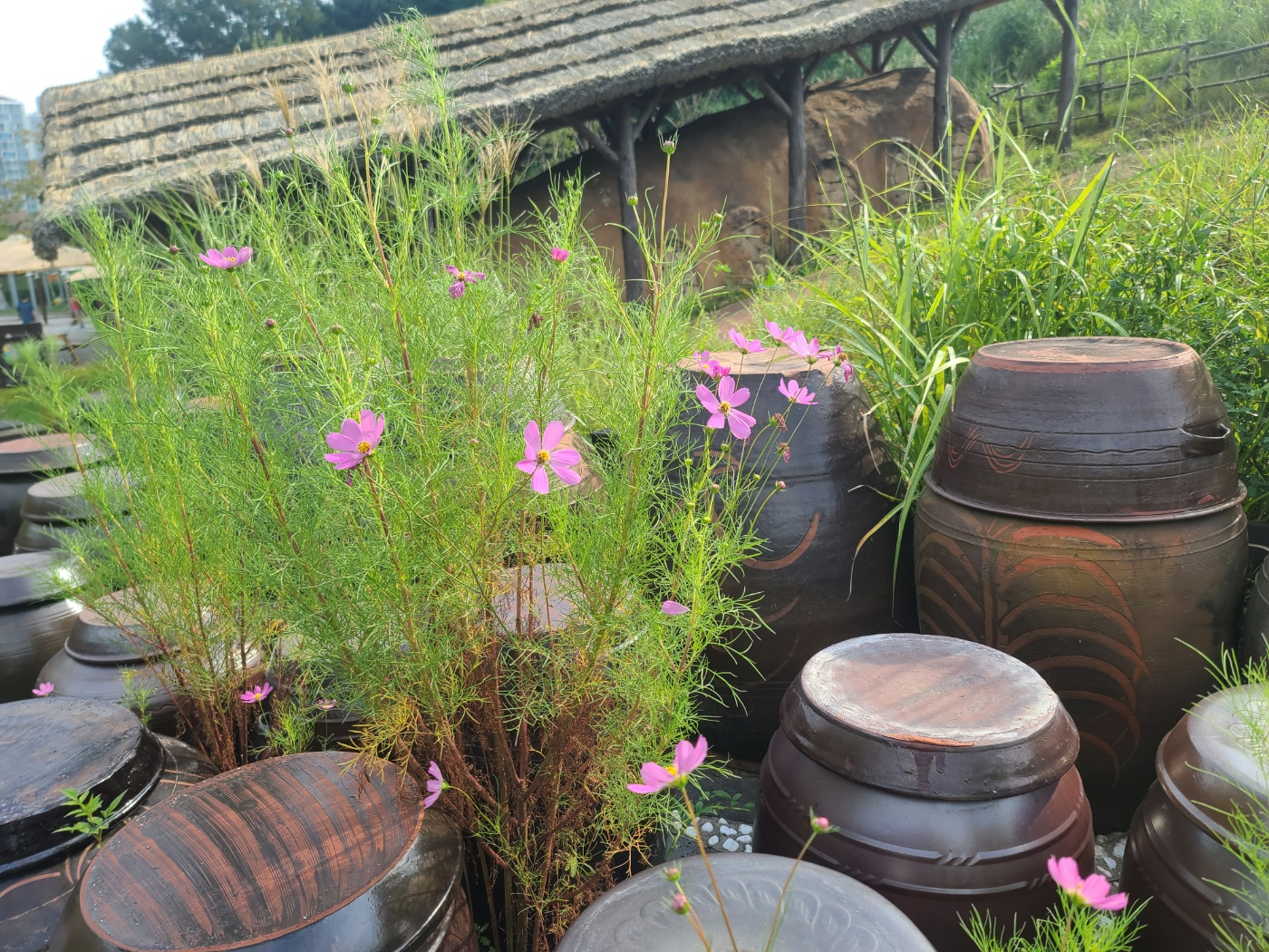 초막골 생태공원 옹기가마 앞 코스모스