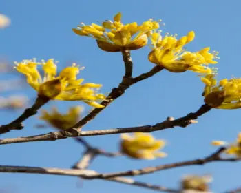 구례 산수유축제_26