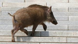 이화여대 멧돼지 출몰 (영상) &amp;#124; 대처 방법 긴급 상황