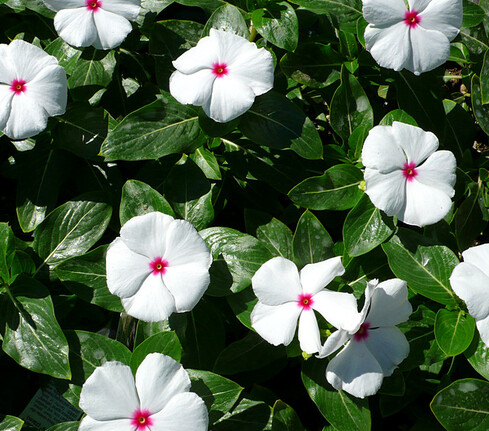 일일초 키우기 꽃말 개화시기 씨앗 모종 물주기 가지치기 총정리1