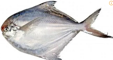 병어 관련 사진