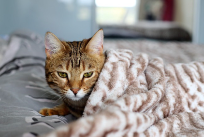 청진기와 아기 고양이.