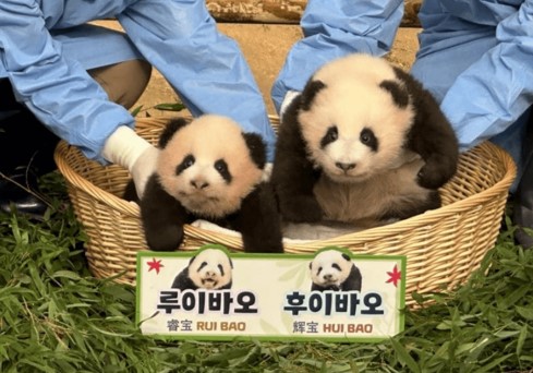 루이바오와 후이바오