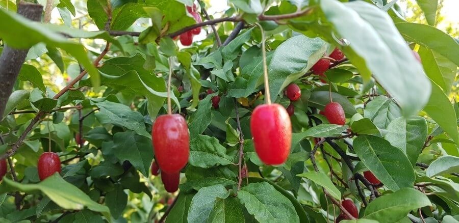 보리수 효능 10가지 및 부작용 및 주의사항