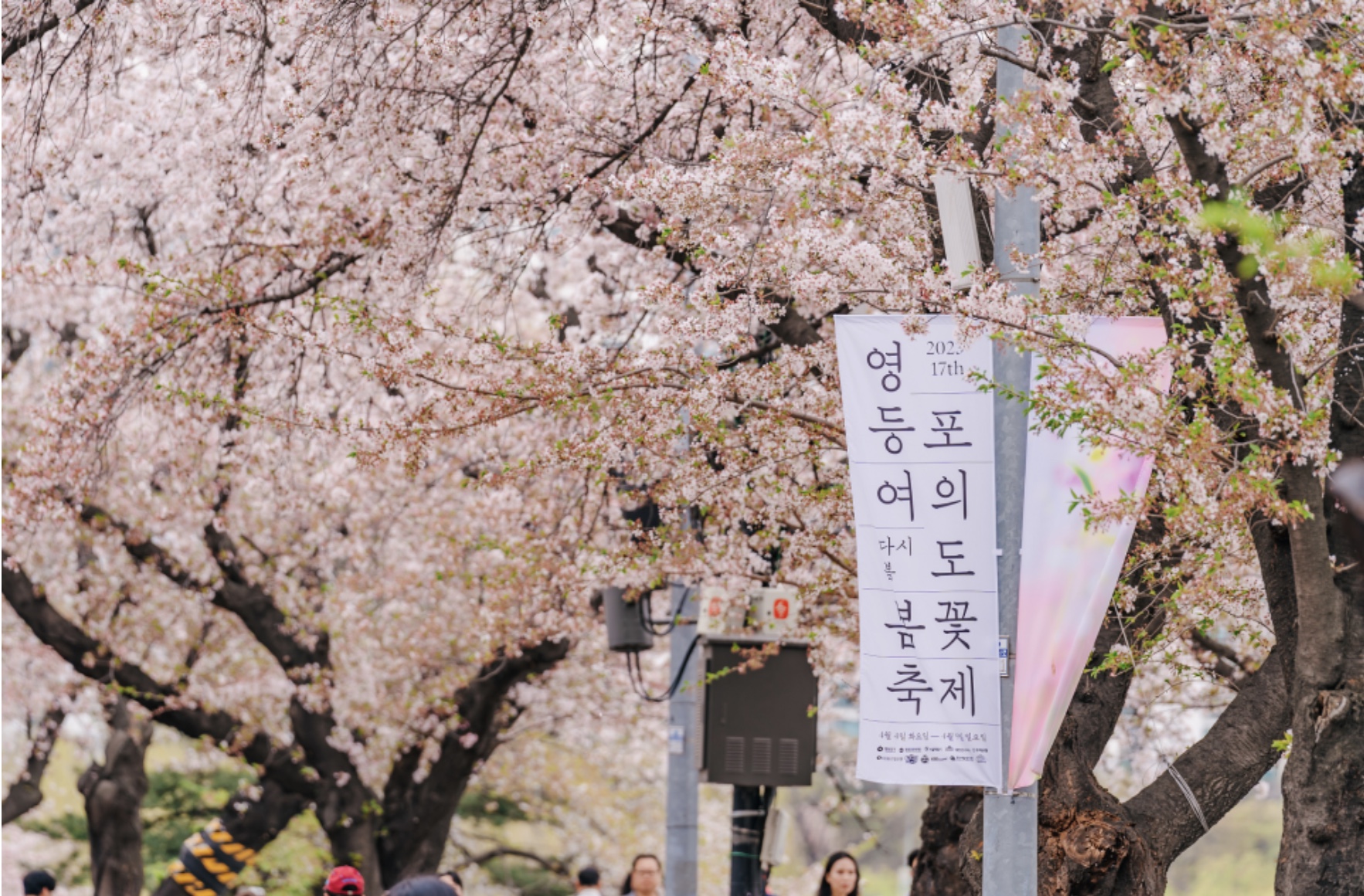 2025 여의도 벚꽃축제