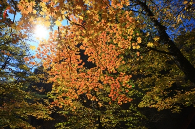 설악산-케이블카-사전-예약-불가!-현장-구매-방법&amp;#44;-요금&amp;#44;-운영시간