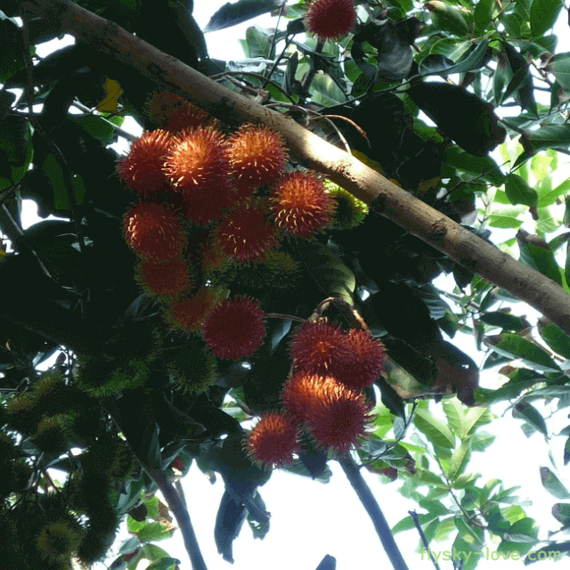 새콤달콤 열대 과일 람부탄