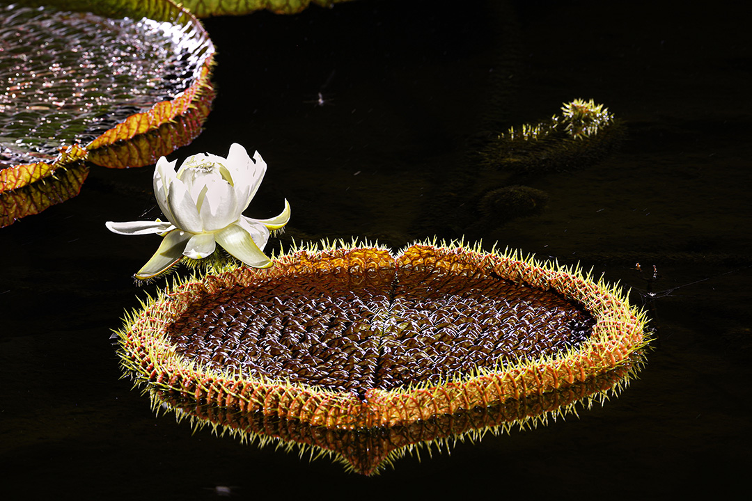 거울 같은 잎 위에 여왕처럼 피어나는 빅토리아연은, 밤하늘의 별처럼 빛을 품고 물 위에 여운을 남깁니다