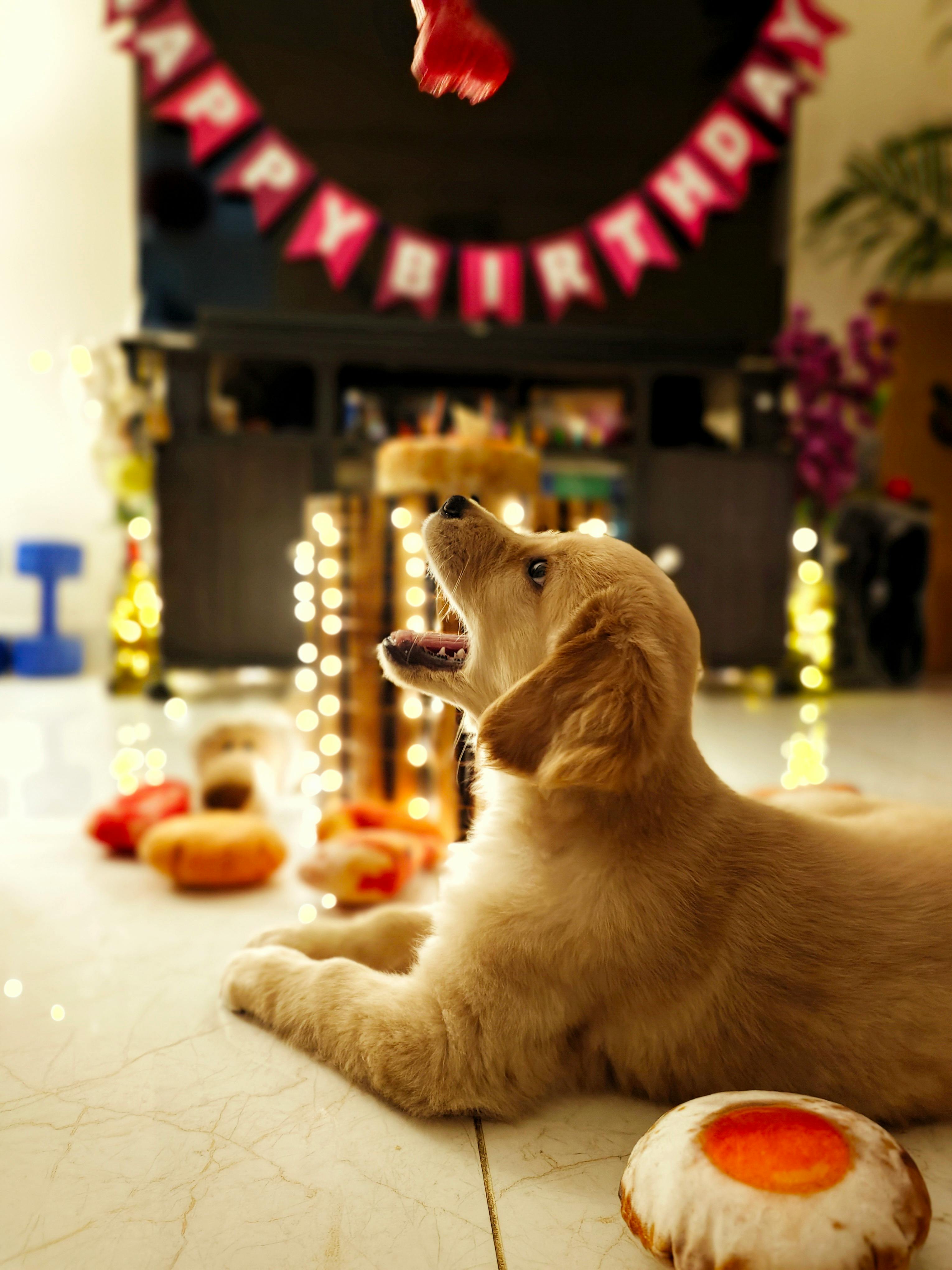 프리미엄 펫푸드 시장 전망｜홀리스틱&middot;휴먼그레이드 성장률 분석