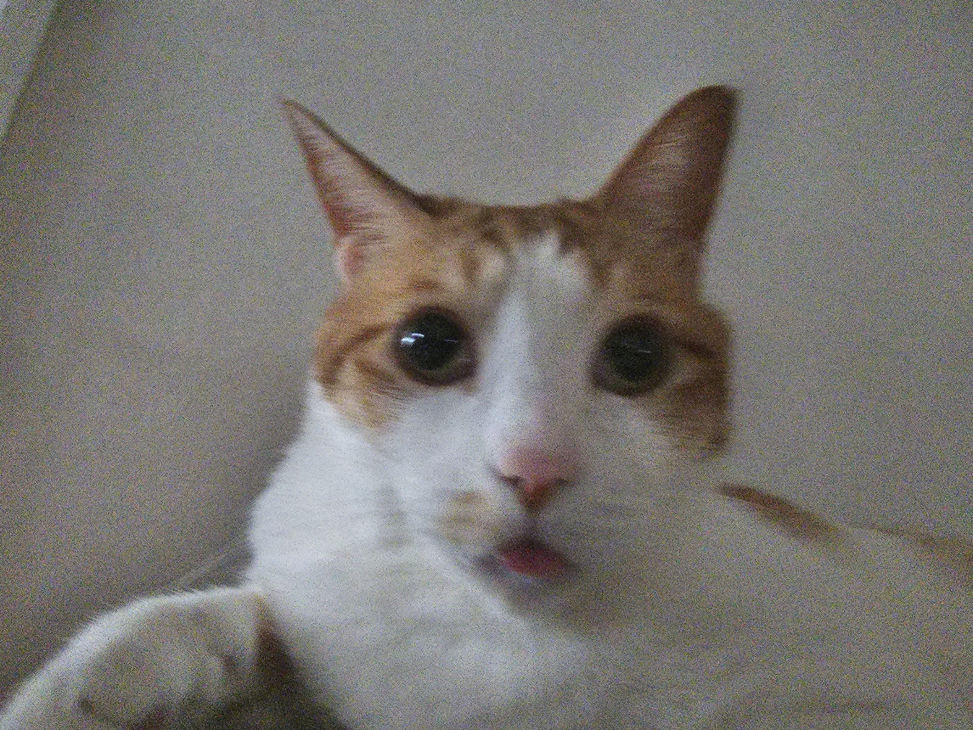 딸만 편애하는듯한 남집사의 사진 결과물.. (feat. 딸 루디와 아들 막둥이)