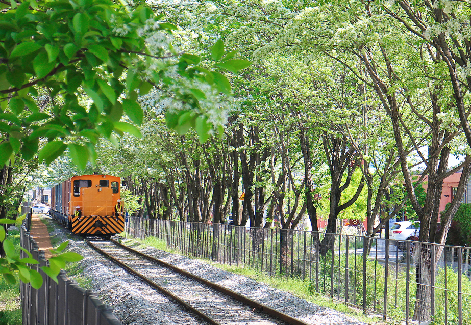 전주 이팝나무축제