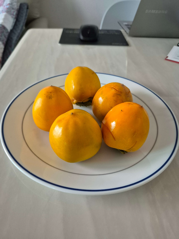 접시에 단감을 놓은이미지 직접촬영